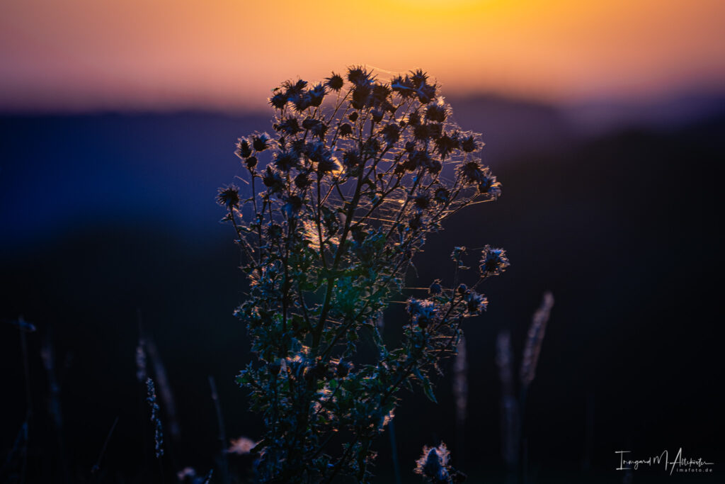 FB A6707174 IMA-foto