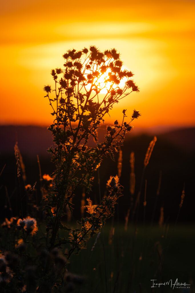 FB A6707180 IMA-foto