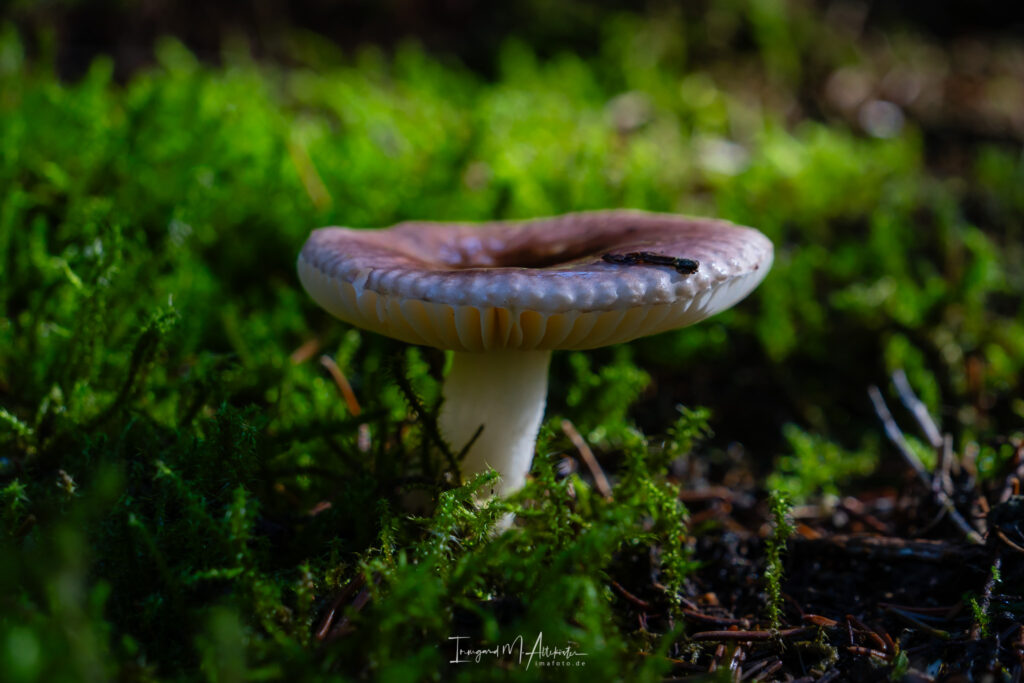 FB A6707421 IMA-foto