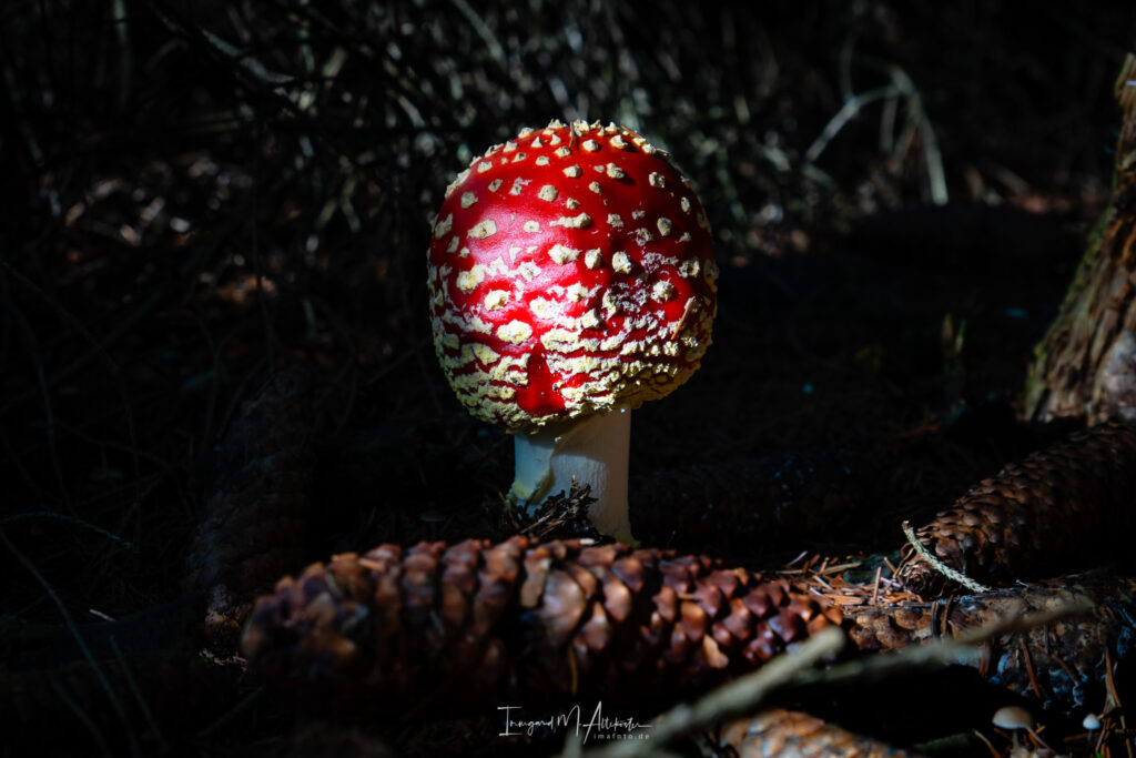 FB A6707553 IMA-foto
