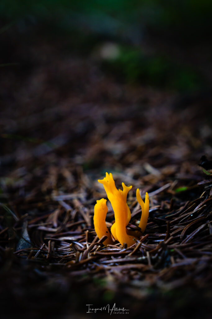 FB A6707606 IMA-foto