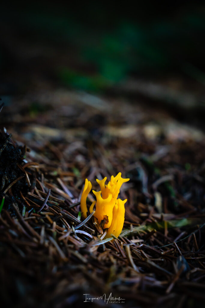 FB A6707614 IMA-foto