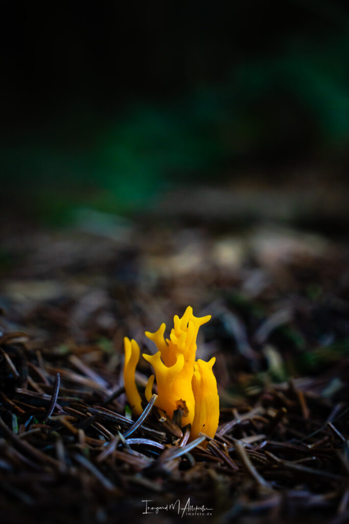 FB A6707618 IMA-foto