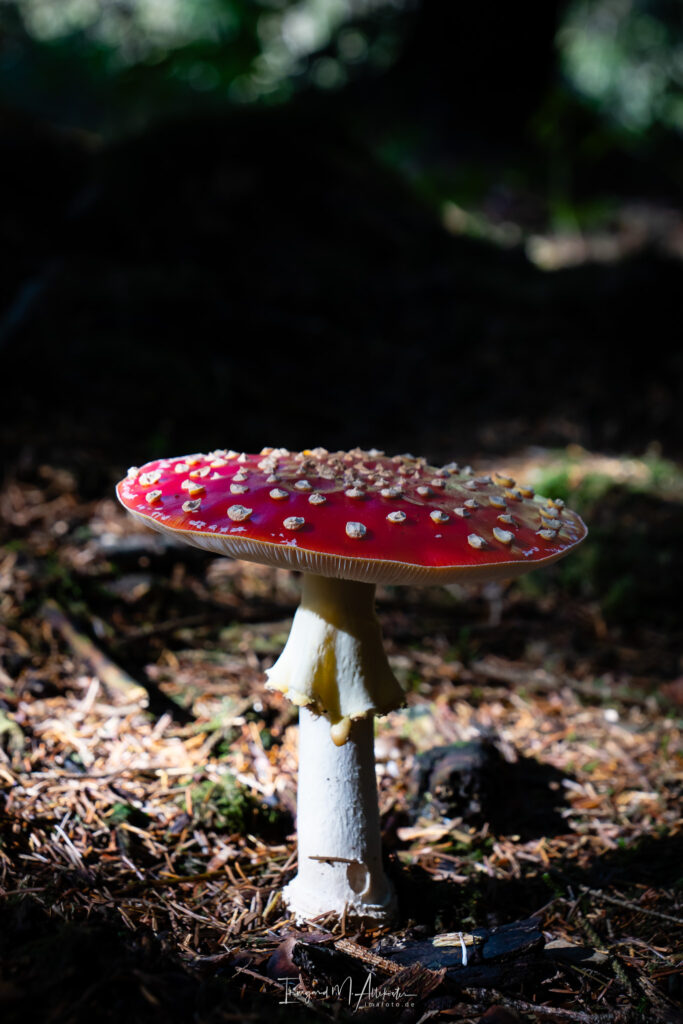 FB A6707621 IMA-foto