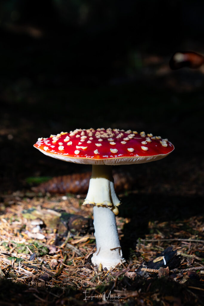 FB A6707623 IMA-foto