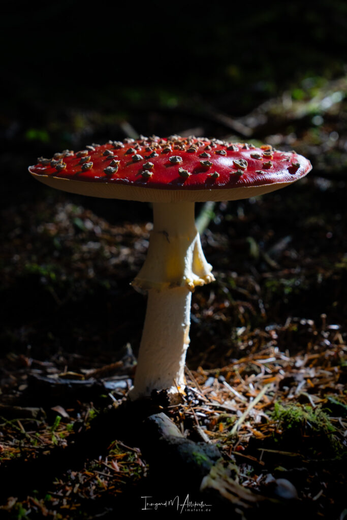 FB A6707646 IMA-foto