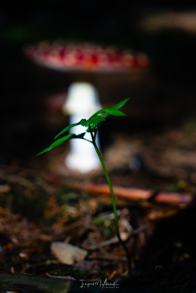 FB A6707686 IMA-foto